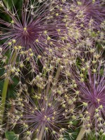Allium cristophii, ornamental onion seedheads July Summer
