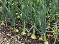 Allium cepa 'Sturon'