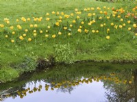 Tulipa - Yellow tulips on stream bank