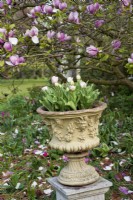 Decorative stone urn on pedestal with pink tulips and Magnolia flowers in background