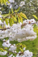 Prunus 'Shirotae' in blossom