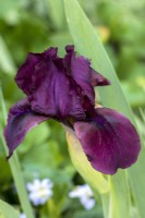 Dwarf Iris 