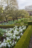 Formal vegetable beds in walled garden with buxus hedging, Malus trees, white hyacinths and hellebores