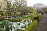 Formal vegetable beds in walled garden with buxus hedging, Malus trees, white hyacinths and Hellebores