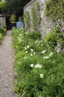 Spring border against flint wall with Tulipa 'Spring Green'