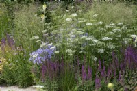 A loose meadow style border planted with Deschampsia cespitosa 'Goldschleier' and herbaceous perennials: Campanula 'Pritchard's Variety', Salvia nemorosa 'Amethyst' and airy Baltic parsley, Cenolophium denudatum.
