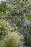 In a shingle area, clumps of white Galactites tomentosa 'Alba' amongst vervain, drumstick allium and Mexican feather grasses.