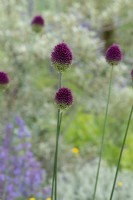 Allium sphaerocephalum, drumstick allium, stand tall in a border. Designer Carol Klein, Hampton Court 2023.