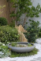 A low undulating bamboo fence separates a small pine and cistus, creating a backdrop for a stone Lotus Bowl planted with aquatics.