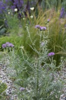 In a shingle area, a clump of Galactites tomentosa, a spiny thistle-like perennial with pink flowers and silver veined leaves.