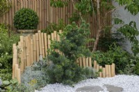 A low undulating bamboo fence curves round Pinus parviflora 'Negishi', a dwarf pine. Behind, a box ball in a raised pot.