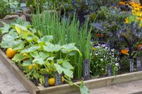 A small vegetable plot is planted with rows of Courgette 'One Ball', spring onion 'White Holland, violas, kale and marigolds.