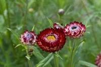Helichrysum apiculatum, strawflower or common everlasting flower, an annual with single or double flowers in bright shade, ideal for drying.