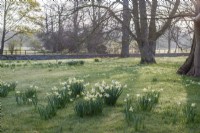 Naturalised Narcissus 'Jack Snipe' in informal lawn with trees