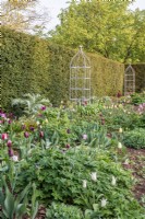 Spring herbaceous border with Tulips, metal climber supports and bordered by Taxus baccatta hedge
