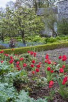 Red tulips in rhubarb and rose bed in walled garden