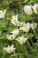 Tulipa 'Spring Green' in border