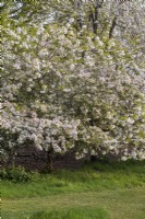 Malus in blossom -Crab apple tree