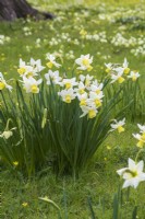 Naturalised Narcissus 'jack Snipe' 
