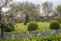 Formal spring walled vegetable garden with bed of white tulips and blue Mysotis, Buxus topiary and apple tree in lawn