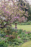  Magnolia x soulangeana 'Lennei' in flower with border of pink tulips and perennials, bench and stone container on pedestal