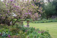  Magnolia x soulangeana 'Lennei' in flower with border of pink tulips and perennials, bench and stone container on pedestal