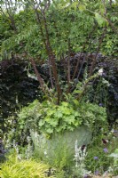 Set against a backdrop of purple beech, a large pot is planted with a multi-stemmed Tibetan cherry tree, Prunus serrula, edged in alchemilla and ferns.