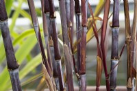 Saccharum officinarum var. Violaceum - Purple sugar cane stems