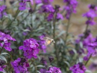 Erysimum Bowles Mauve with Humming-Bird Hawk-Moth