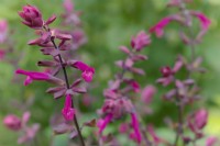Salvia Salmia Dark Purple