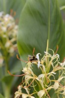 Hedychium yunnanense - Yunnan ginger lily with White-tailed Bumble Bee - Bombus lucorum