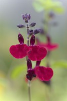 Salvia Royal Velours