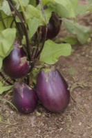 Aubergine - Solanum melongena 'Czech Early' sown late January and shown mid July