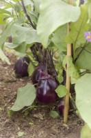 Aubergine - Solanum melongena 'Czech Early' sown late January and shown mid July