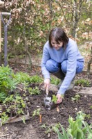 Woman planting split Geranium tubers