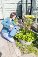 Woman watering Blueberry bush and Strawberries in metal container