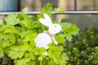 Wooden easter bunny cutout among parsley
