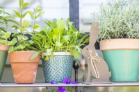 Mint and salad plants in pots next to metal easter bunny decoration