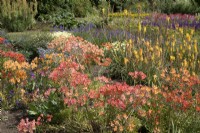 Bed of mixed perennials including Alstromeria and kniphofia sarmentosa 'Shining Sceptre' at Waterperry Gardens
