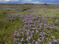 Limonium vulgare Common sea lavender on salt marshes North Norfolk coast  Summer July