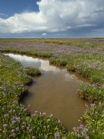 Limonium vulgare Common sea lavender growing on salt marshes North Norfolk coast Summer July