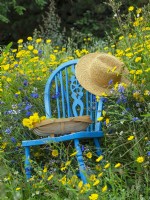 Wildflower meadow with Corn Marigolds Chrysanthemum segetum, blue chair, hat and trug   July Summer 