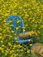 Wildfower meadow with  Corn Marigolds Chrysanthemum segetum, blue chair, hat and trug   July Summer 