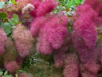 Cotinus 'Candy floss' - smoke bush feathery seed heads