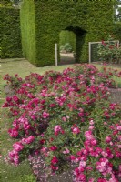 Rosa 'Red Bells' at Waterperry Gardens