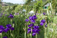 Giverny, France - Monet's Garden - Iris 'Long's Peak' - May 2023