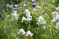 Giverny, France - Monet's Garden - Iris 'Madeira Belle'  May 2023