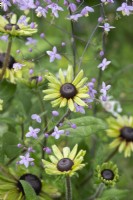 Rudbeckia 'Enchanted Forest' and Thalictrum delavayi - Conflower and Meadow rue