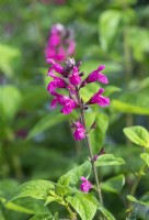 Salvia involucrata 'Joan' - Rosy-leaf sage