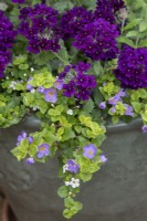 Verbena Showboat Midnight and Bacopa in a pot